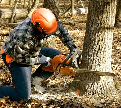 Tree Removal in Okemah, OK